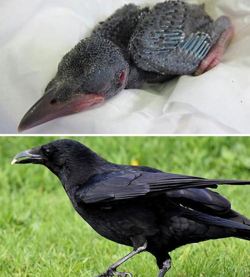 عکس جوجه پرنده
