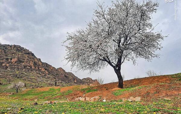 عکس شکوفه زدن درختان