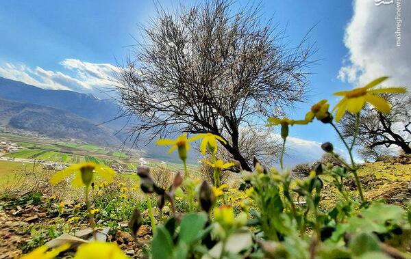 عکس شکوفه زدن درختان