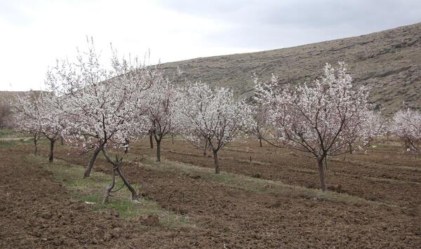 عکس شکوفه زدن درختان