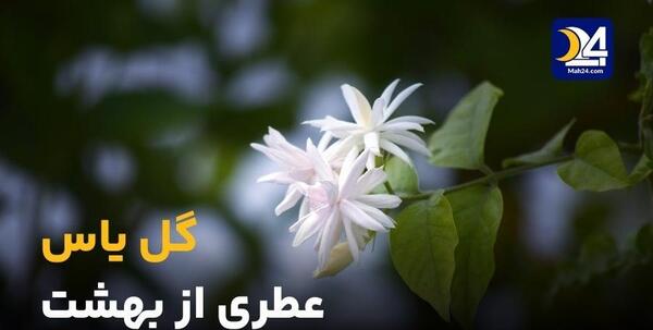 عکس عطر گل یاس