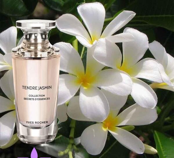 عکس عطر گل یاس