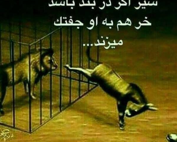 عکس پروفایل ست شیر