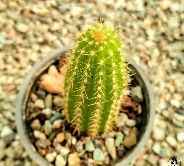 عکس کاکتوس پایه چرمی