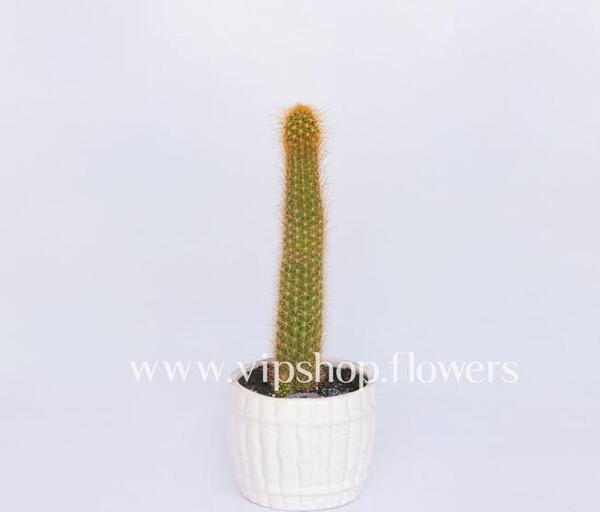 عکس کاکتوس پایه چرمی