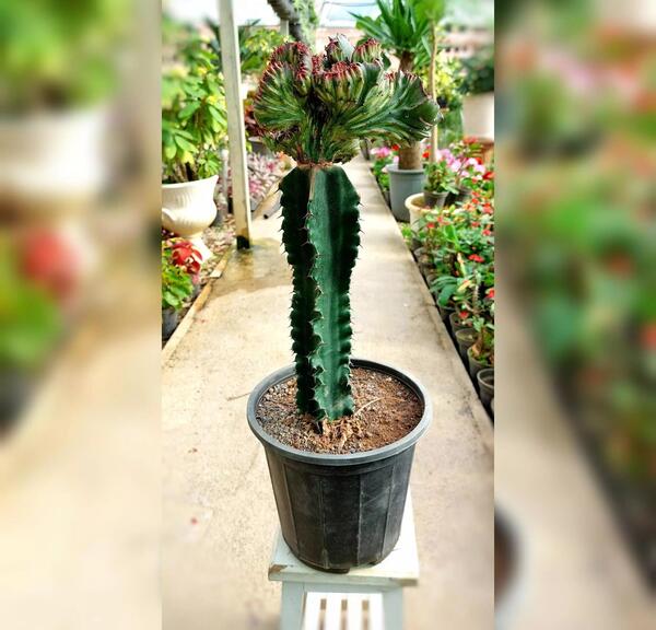 عکس کاکتوس پایه چرمی