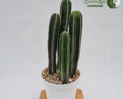عکس کاکتوس پایه چرمی