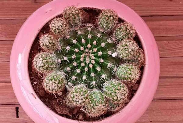 عکس کاکتوس پایه چرمی