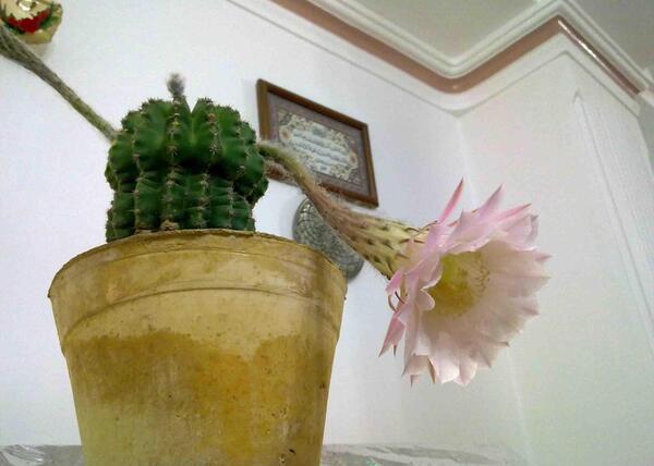 عکس کاکتوس پایه چرمی