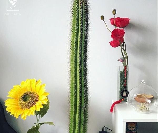 عکس کاکتوس پایه چرمی