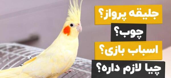عکس عروس هلندی توی قفس