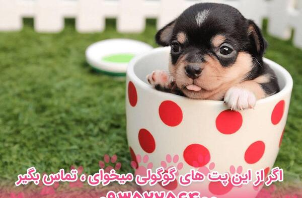 عکس سگ فنجونی وحشی