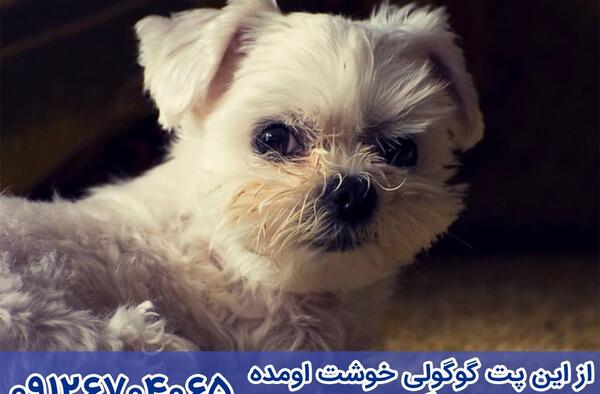 عکس سگ فنجونی وحشی