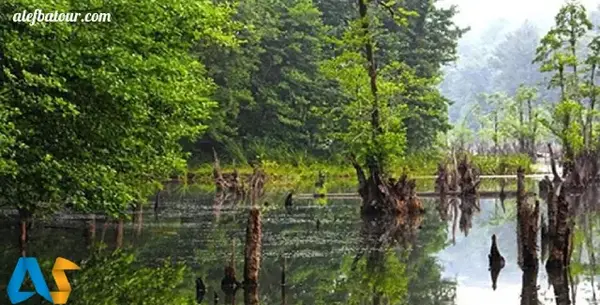 عکس شیطان جنگل