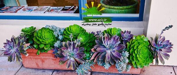 عکس کاکتوس قلمی