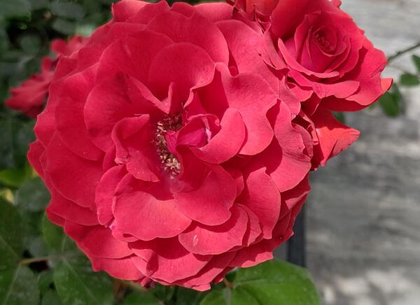 عکس گوشی مدل a13