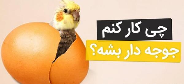عکس طوطی حرف میزنه