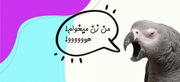 عکس طوطی حرف میزنه