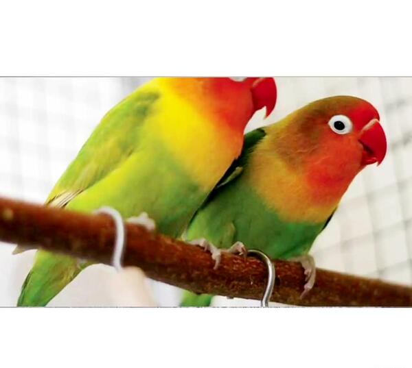 عکس طوطی حرف میزنه