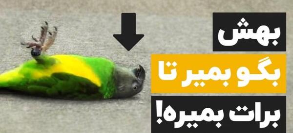 عکس طوطی حرف میزنه