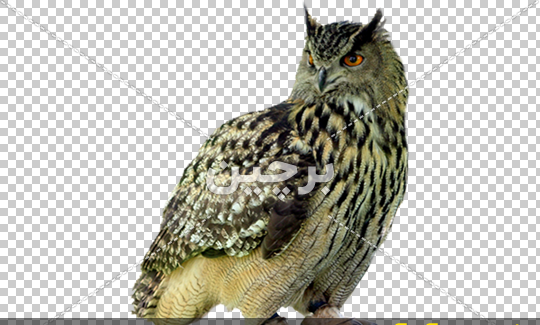 عکس جغد نشسته