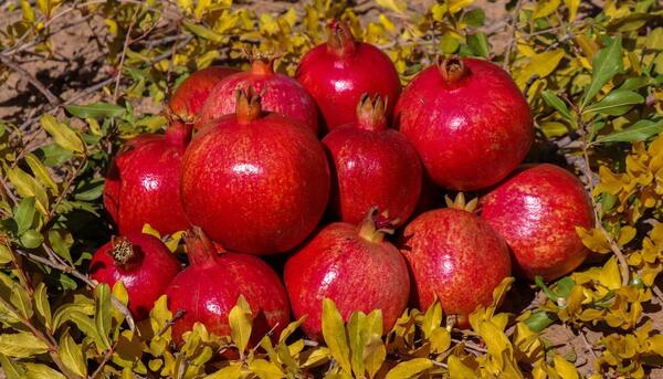 عکس شادی بعد از گل شیخ دیاباته