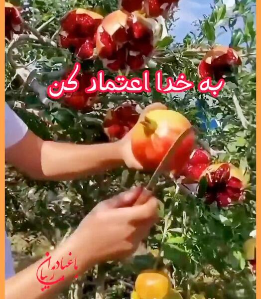 عکس روز شنبه بخیر