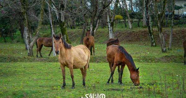 عکس های رضوانشهر