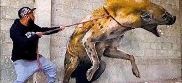 عکس روباه واقعی در ایران