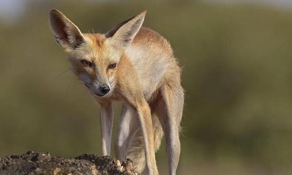 عکس روباه واقعی در ایران