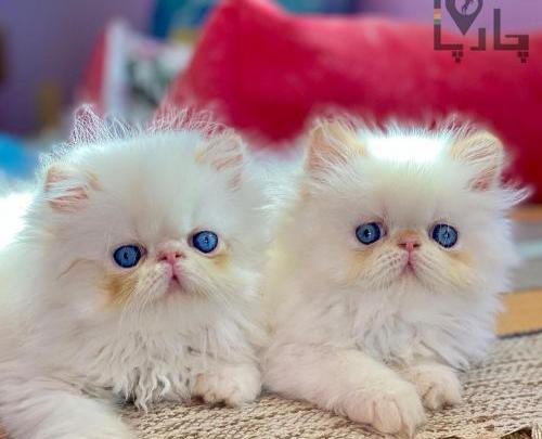 عکس خرگوش چشم رنگی