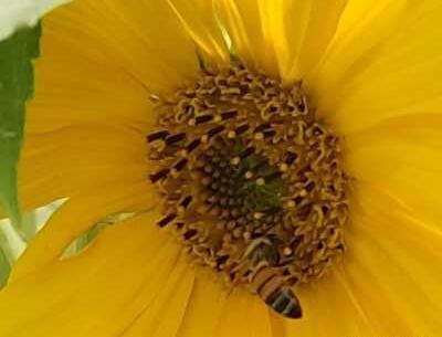 عکس نوشته چرا دیگه دوسم نداری