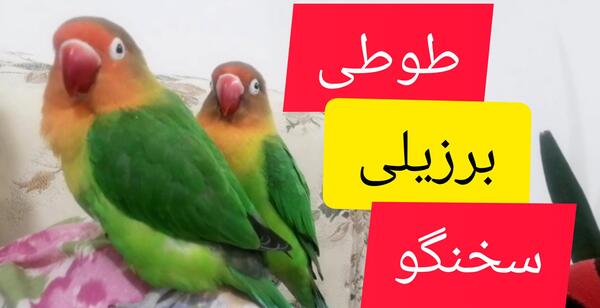 عکس حمام طوطی