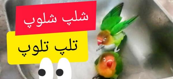 عکس حمام طوطی