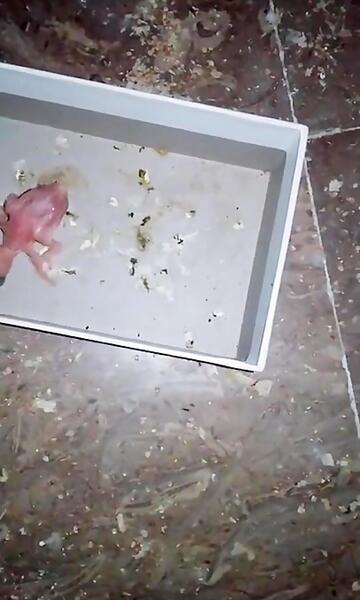 عکس حمام طوطی