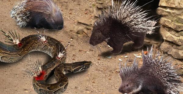 عکس حمله جوجه تیغی
