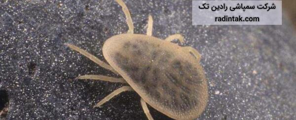 عکس کنه انسان