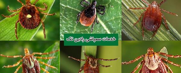 عکس کنه انسان