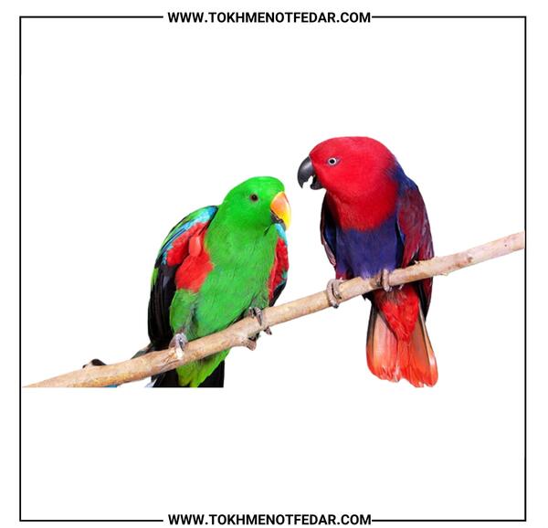 عکس طوطی زرد و قرمز