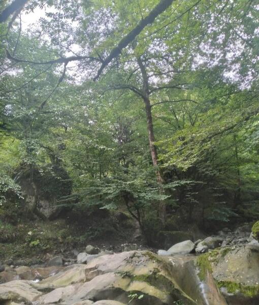 عکس طبیعت نی نی سایت