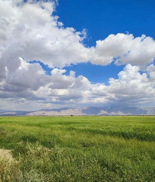 عکس طبیعت نی نی سایت