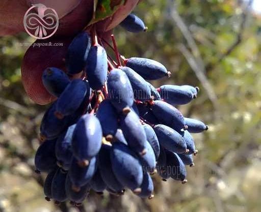 عکس زرشک سیاه