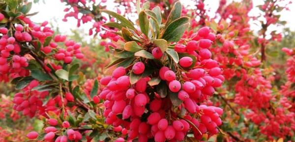 عکس زرشک سیاه