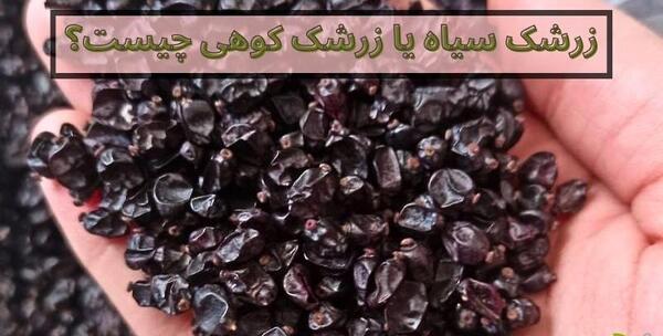 عکس زرشک سیاه