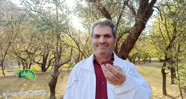 عکس زرشک سیاه