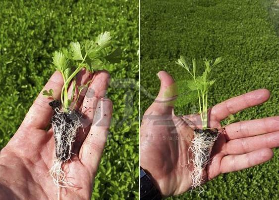 عکس مزرعه کرفس