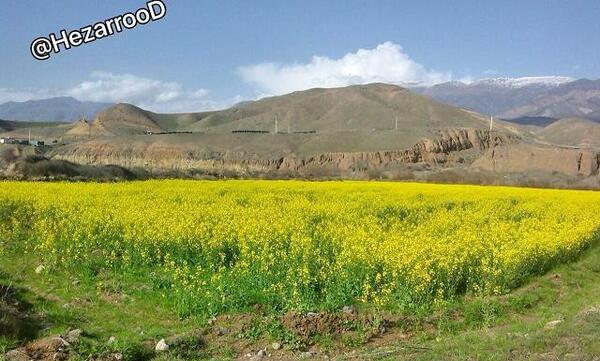 عکس مزرعه کرفس