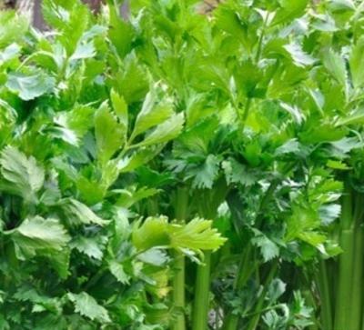 عکس مزرعه کرفس