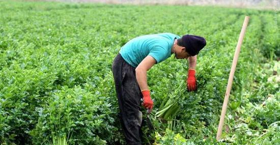 عکس مزرعه کرفس