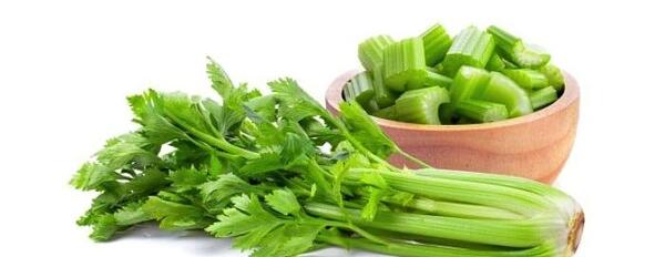 عکس مزرعه کرفس